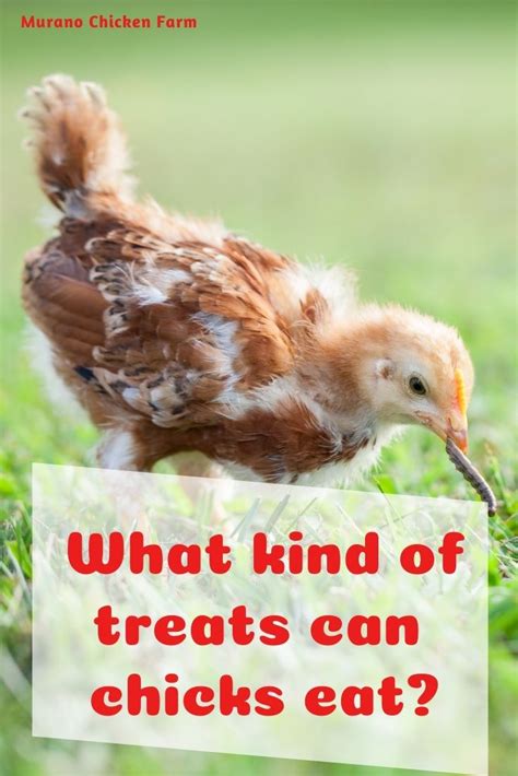 Which Treats Can Baby Chicks Eat Murano Chicken Farm
