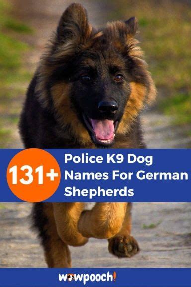Top 131 Police K9 Dog Names For German Shepherds Wowpooch