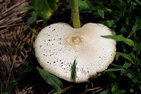 White Wild Mushrooms Occurring Under The Base Of Trees Stock Photo