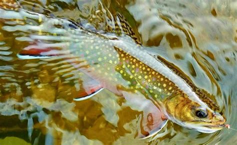 Fixing Typo Michigan Loosens Up Brook Trout Limits — For Now