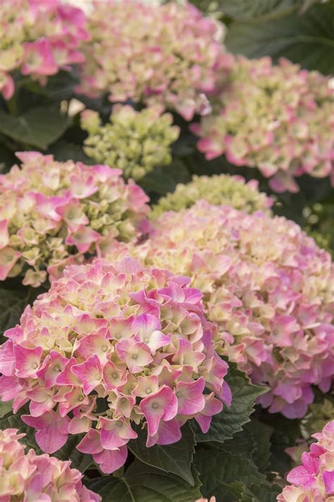 These floriferous shrubs are used extensively in landscape design as colorful accents or specimens, natural hedges and buffers, or in groupings in landscape borders and home foundation plantings. hydrangea wallpaper - Google Search in 2020 | Prettiest ...