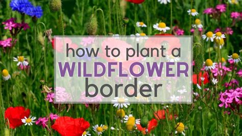How To Plant A Wildflower Border Youtube
