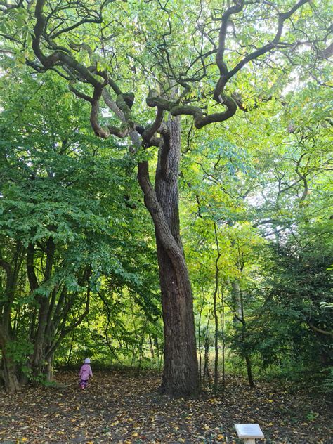 Established in 1964, it is set over a good 25 hectare. Forstbotanischer Garten in Hann. Münden