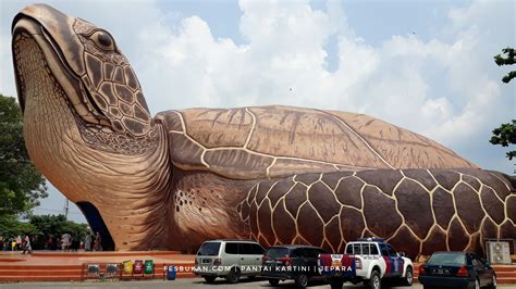 Kura Kura Pantai Kartini Jepara - tukangpantai