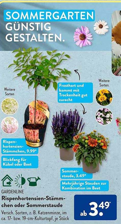 Gardenline Rispenhortensien Stämmchen Oder Sommerstaude Angebot Bei