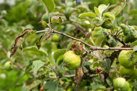 5 Reasons For Curled Leaves On Apple Trees Uk