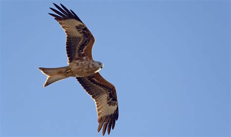 Reupload because of music rights claim. Rode wouw | Vogelbescherming