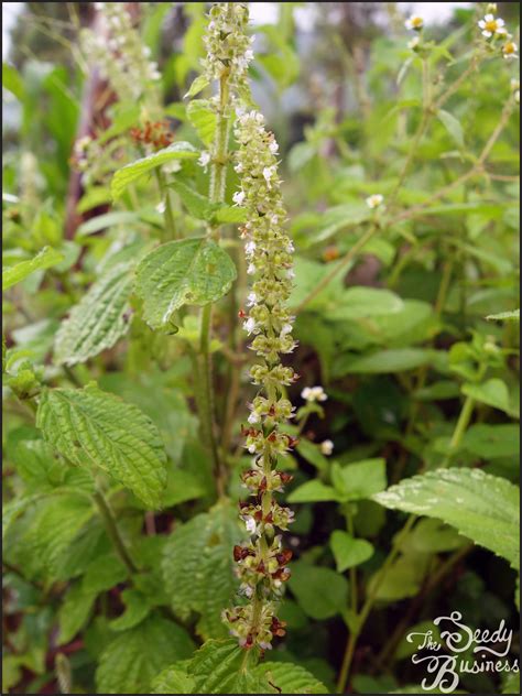 Platostoma Africanum — The Seedy Business