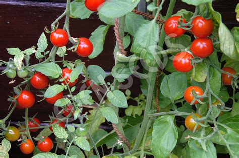 Tomato Riesentraube Eden Seeds