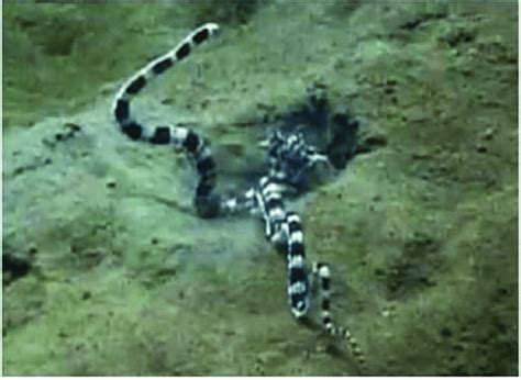 Fully Fledged Imitation Of A Banded Sea Snake By Mimic Octopus