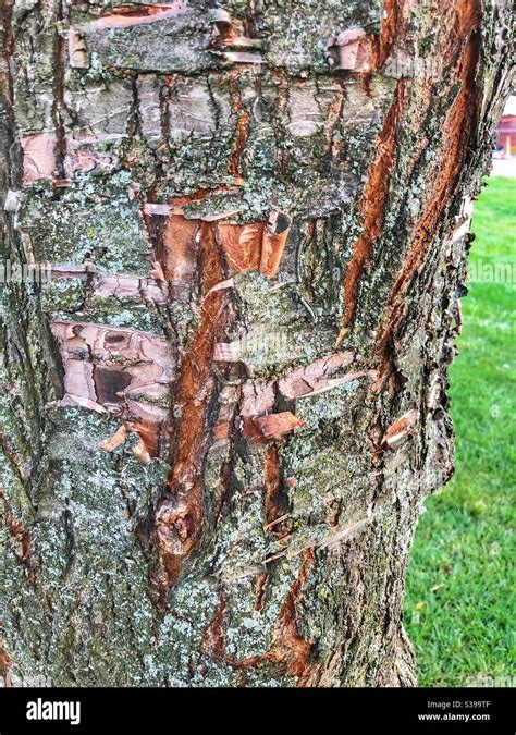 Peeling Cherry Tree Bark Hi Res Stock Photography And Images Alamy