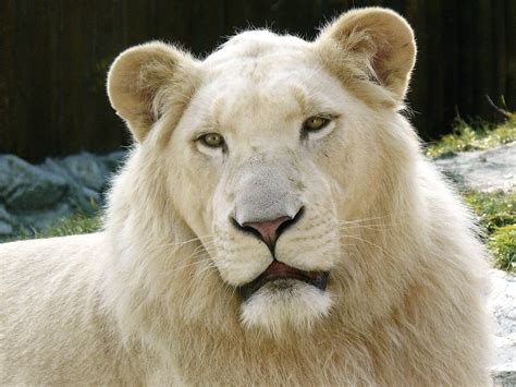 Animal White Lion Wallpaper