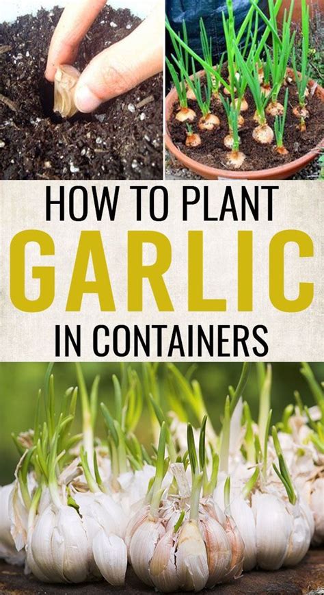 How To Plant Garlic In Containers Homesteading Planting Garlic