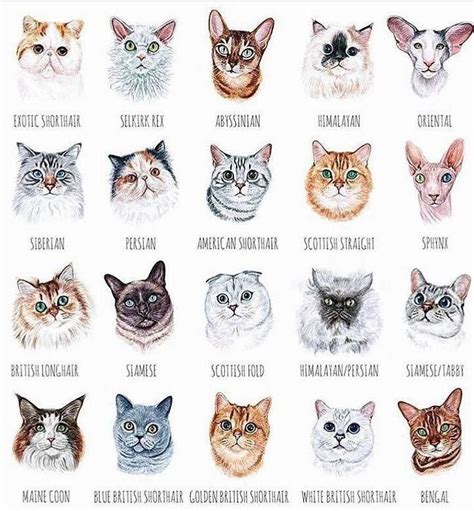 Pin By Janae Thorstensen On Cats Animated Cats Illustration Cat