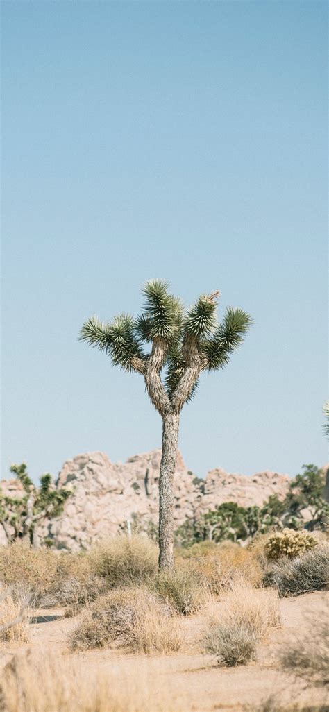 Joshua Tree National Park United States Iphone X Wallpapers Free Download