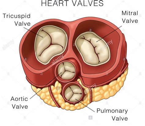 Valves Of The Heart Ensure The One Way Flow The Av Valves Are Located Between The Atrium And