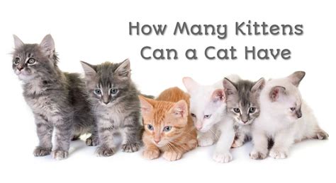 How Many Kitten Does A Cat Have Anna Blog