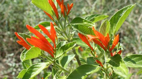 Muicle, una planta medicinal mexicana | México Desconocido