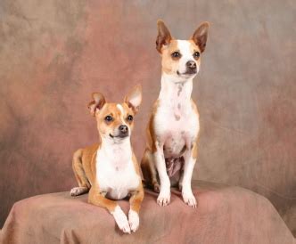 taco terrier chihuahua toy fox terrier mix info puppies pictures