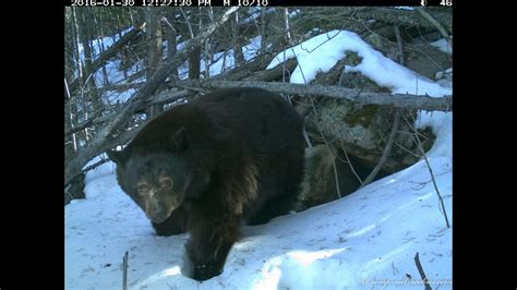 a bear gives birth to cubs youtube