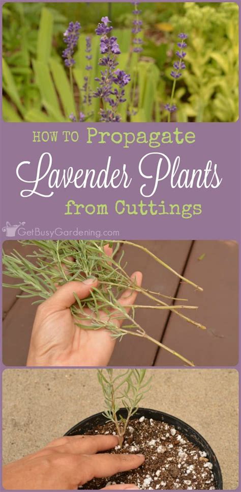 How To Propagate Lavender Plants From Cuttings