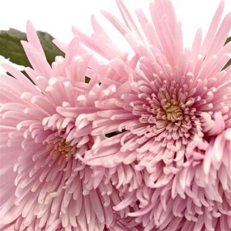 Floric Hp861 Pink Bloom Chrysanthemums Multicolour Visit The