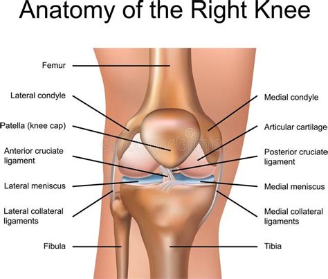 Anatomy Of The Right Knee Stock Illustration How To Treat Gout How To