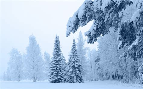 729299 Seasons Winter Snow Trees Spruce Rare Gallery Hd Wallpapers