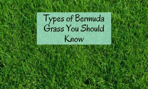 Types Of Bermuda Grass And Best Varieties For Lawn Hay And Golf Cg Lawn
