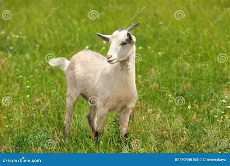 Goat In Green Field Animal Husbandry Stock Image Image Of Domestic