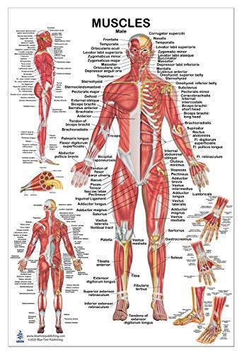 Some examples of mechanical causes of low back pain include: Simple Muscle Chart Back / Muscle Anatomy Reference Charts ...