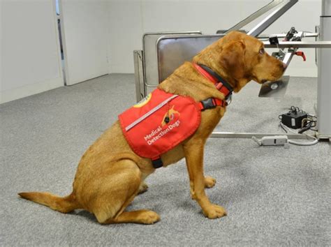 Discharge from any opening in the body, such as the nostrils, mouth, or anus. Dogs can detect prostate cancer with 98 percent ...