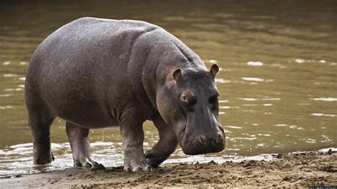 Animal Hippo Hd Wallpaper