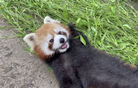 Columbus Zoo Celebrates 1st Birthday Of Two Red Panda Cubs Whio Tv 7