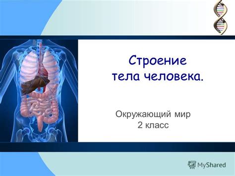 Проект по окружающему миру организм человека