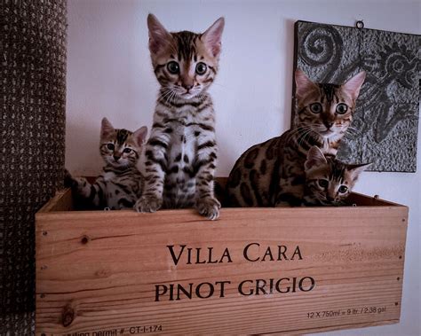 Ridgeland Bengals - Bengal Kittens, Connecticut