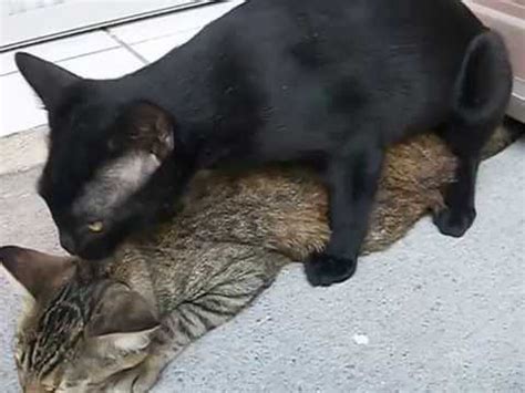 Animales domésticos caminando en pastos pastoreados en rancho. Mis gatos apareándose - YouTube