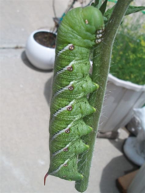 Worm casting is great for your garden's soil. Nana's Garden: Tomato Worm