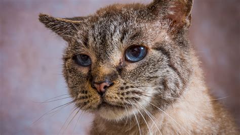 Animal Files: Give a second chance to a senior pet