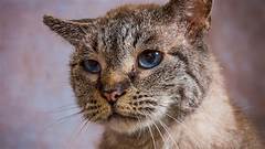 Give A Second Chance Free Senior Pets In Tampa