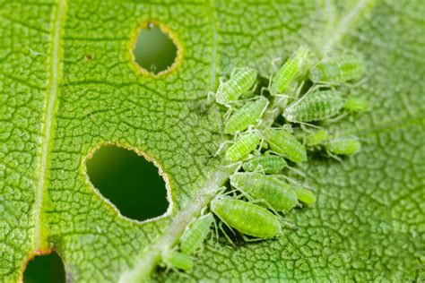 how to identify and get rid of aphids on your trees and shrubs