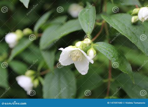 Jasmin Jasmine Beautiful White Flower In The Bush Drops Droplets