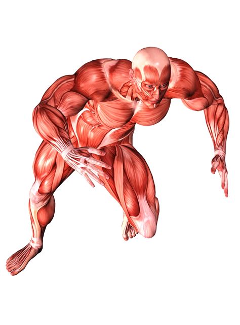 Example Of Muscle Tissue In Human Body