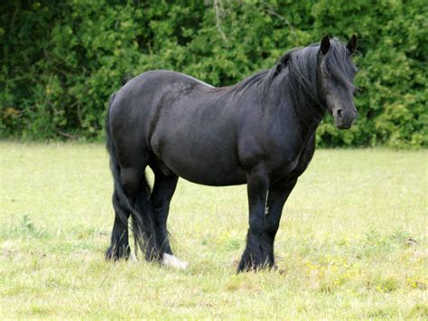 Fat Horse Stock Photos Pictures And Royalty Free Images Istock