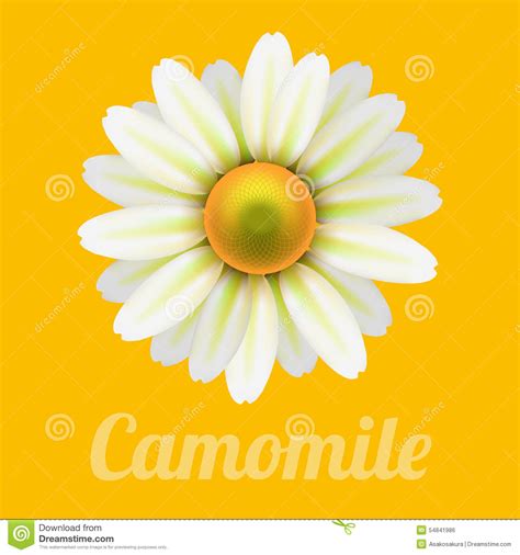 Beautiful Daisy Flower Camomile Stock Vector Illustration Of