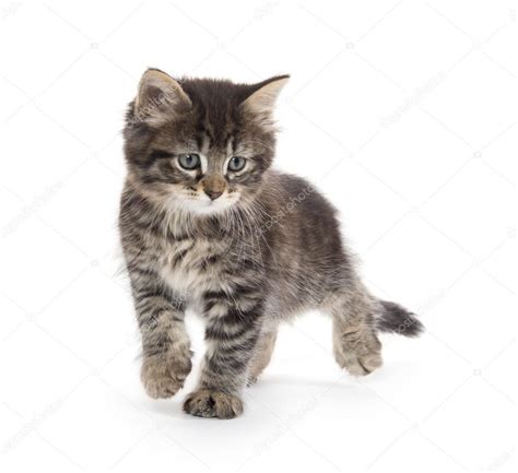 Cute Baby Tabby Kitten On White — Stock Photo © Eeitony