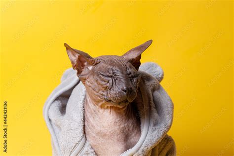 Cat Of Breed Sphinx Wearing In Fashion Fur Coat Naked Cat A Kitten Without Wool Yellow