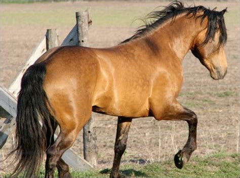 Drive single and on either side of tongue. love this coloring | Horses, Buckskin horse, Beautiful horses