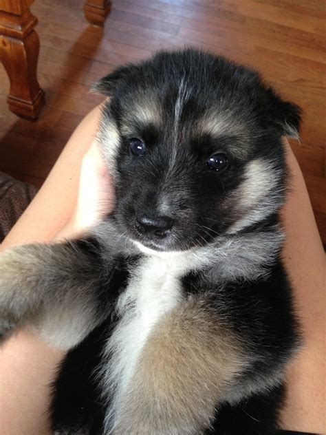 Due to its intelligence, it can learn all tricky things quickly and rapidly. German Shepherd Husky Mix Puppies For Sale | 1001doggy.com