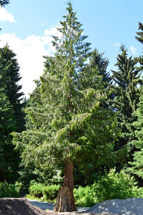 How To Spot A Cedar Tree